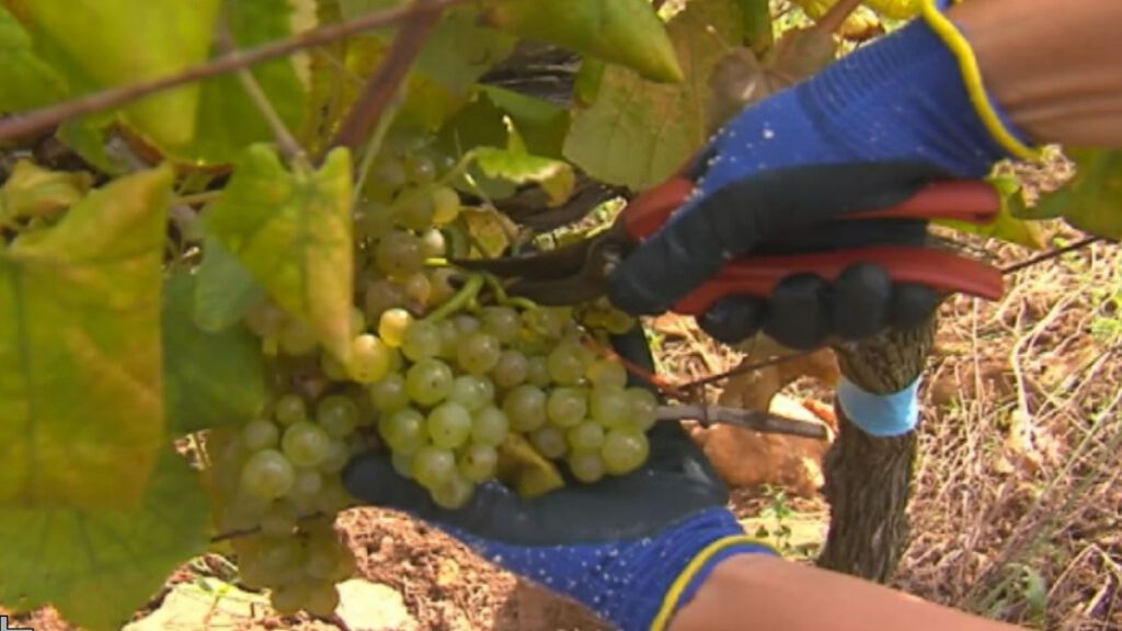 Vendimia de Terras Gauda, una de las mejores cosechas de la D.O. Rías Baixas