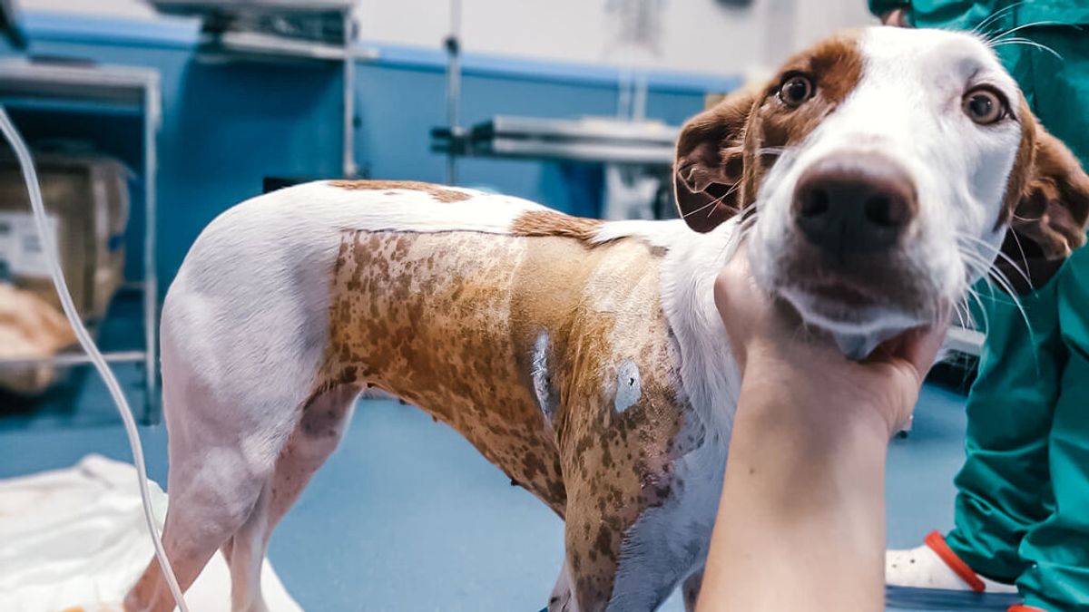 Conta, una perra podenca, recibe un flechazo en el tórax: ha tenido que ser operada de urgencia