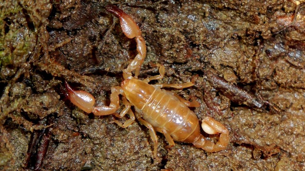 Tres muertos y medio millar de afectados por una marabunta de escorpiones en Egipto