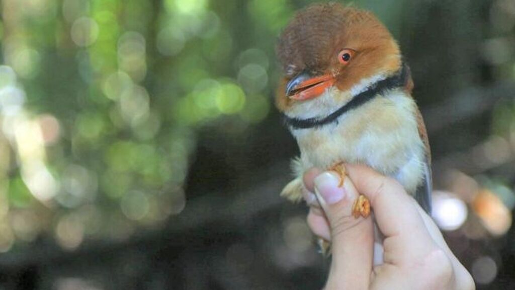 Las aves del Amazonas reducen su tamaño para adaptarse a la crisis climática