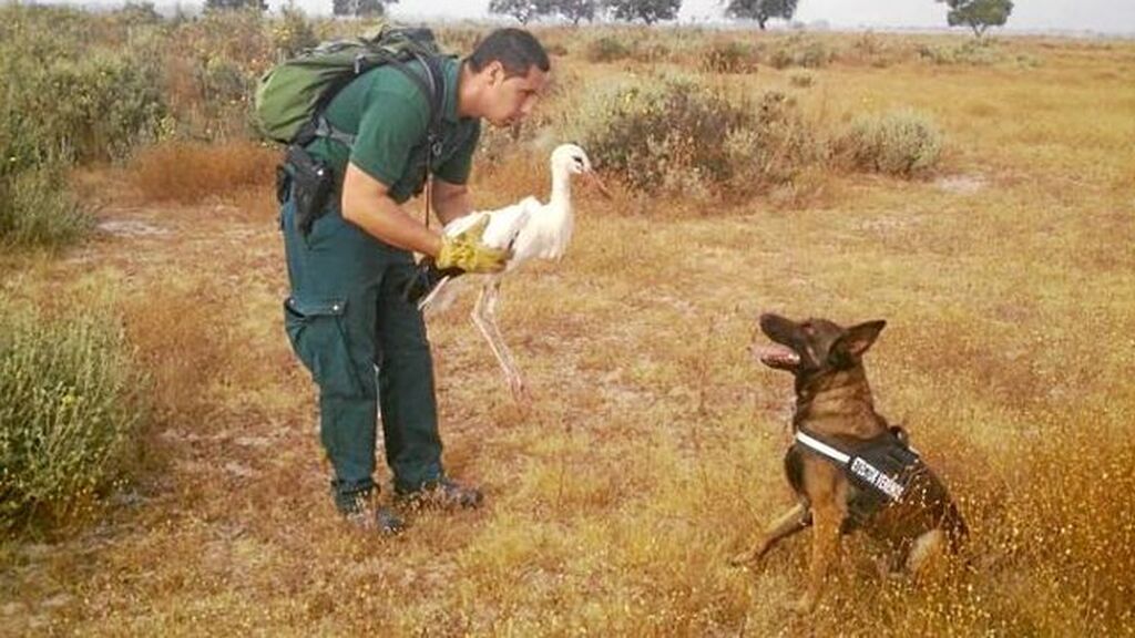 Tiétar, el perro de la Guardia Civil pionero en encontrar veneno