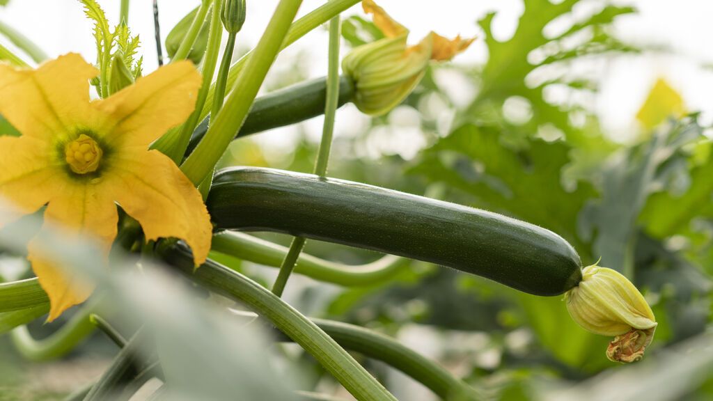 Invernaderos europeos de frutas y hortalizas