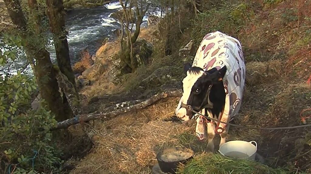 Los propietarios de la vaca Lola, embarazada y atrapada en un río de Galicia, piden ayuda para sacarla