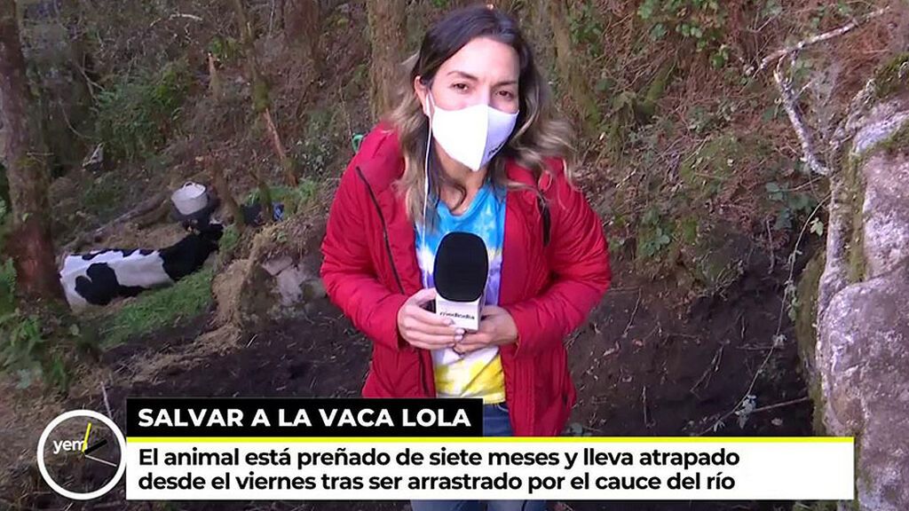 La vaca Lola, a punto de ser salvada: Los vecinos de Vila de Cruces construyen un camino para sacarla