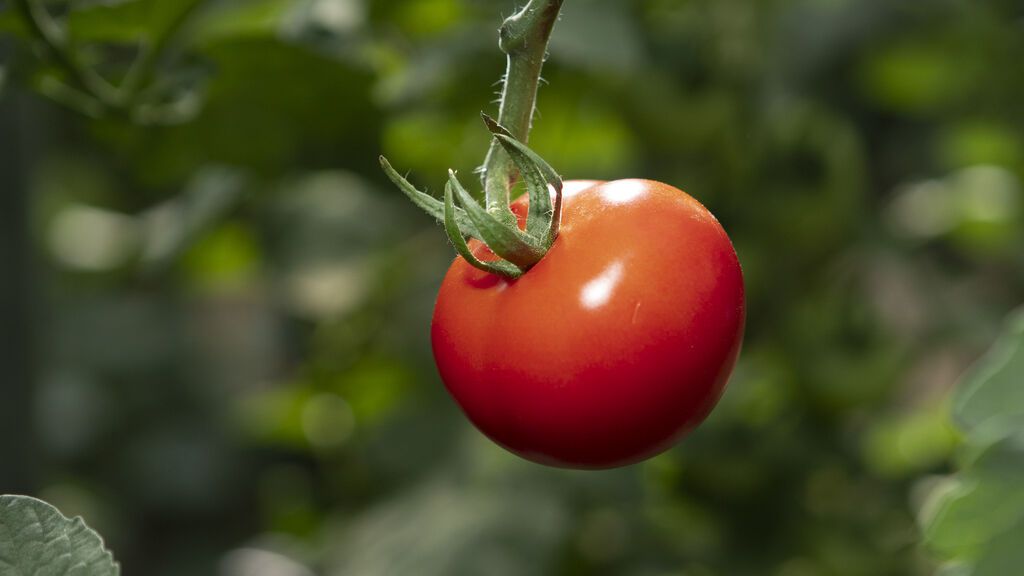 Ahora tienes frutas y verduras durante todo el año