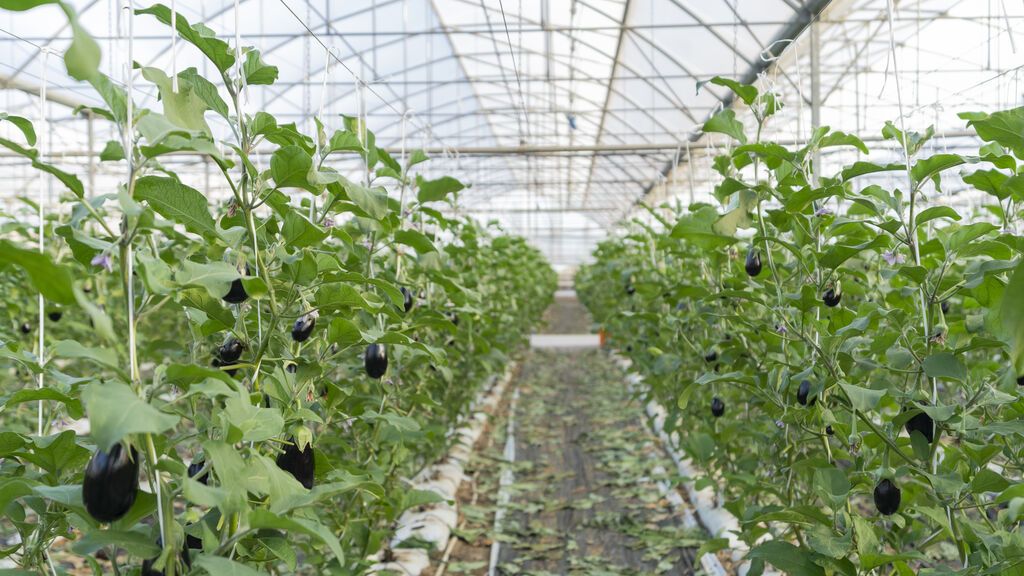 Frutas y hortalizas de invernaderos europeos: descubre todo lo que sucede desde su casa, hasta la tuya