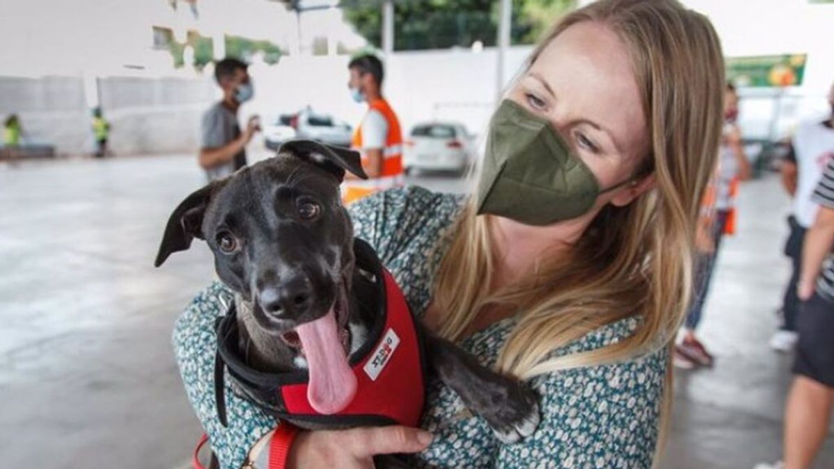 Los animales pasan de ser "cosas" a "seres sintientes" y un juez decidirá su futuro en caso de divorcio Los animales pasan de ser "cosas" a "seres sintientes" y un juez decidirá su futuro en caso de divorcio