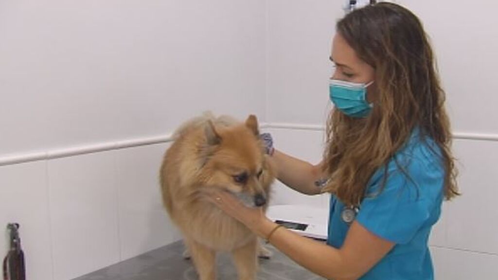 Vacunas covid para mascotas, existen pero no se usan: "Hay que investigar para que no nos pille desprevenidos"