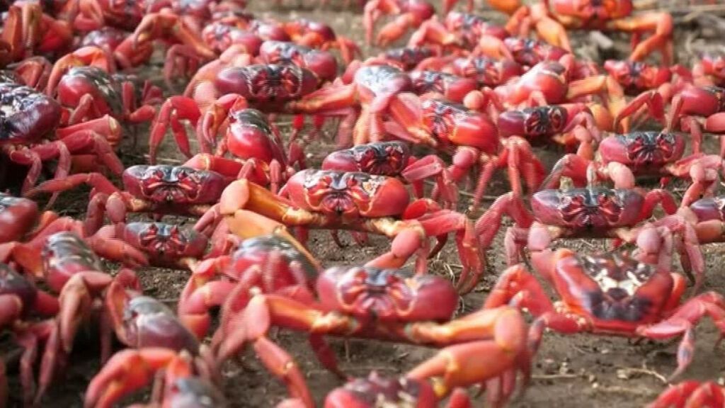 Millones de cangrejos rojos comienzan la migración anual en Australia