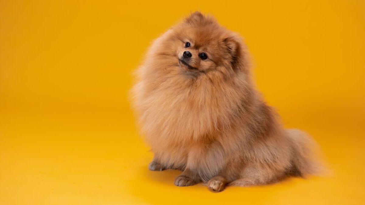 DNI para animales: qué es, cómo funciona y cuándo será obligatorio DNI para animales: qué es, cómo funciona y cuándo será obligatorio