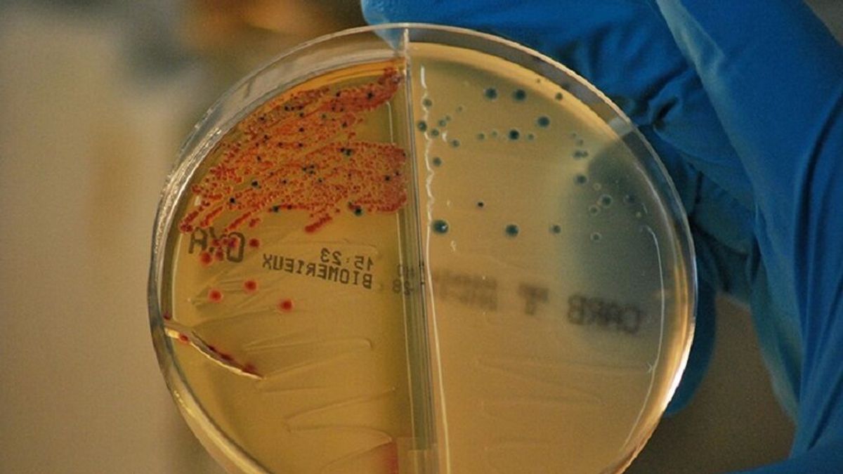 La resistencia a los antibióticos matará más personas que el cáncer en 2050 La resistencia a los antibióticos matará más personas que el cáncer en 2050