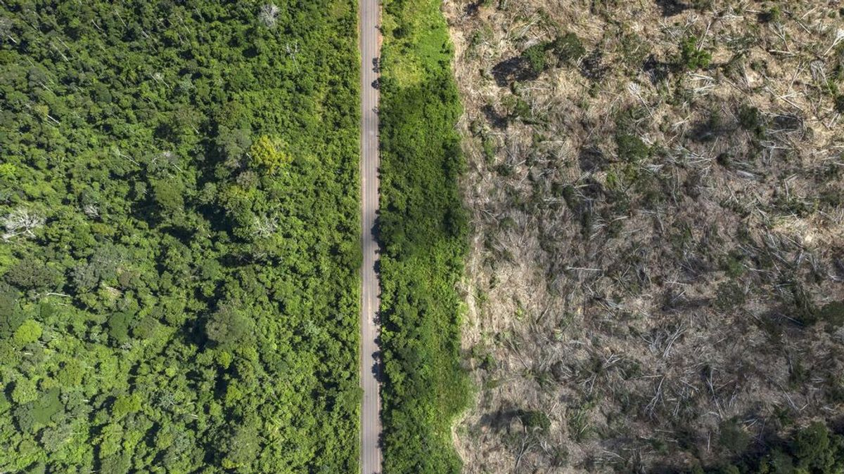 La deforestación en la Amazonía brasileña alcanza el máximo de los últimos 15 años La deforestación en la Amazonía brasileña alcanza el máximo de los últimos 15 años