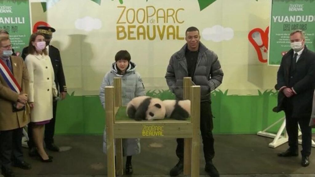 Kylian Mbappé se convierte en el 'padrino' de un cachorro de oso panda