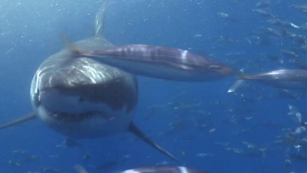 Imágenes de tiburones blancos