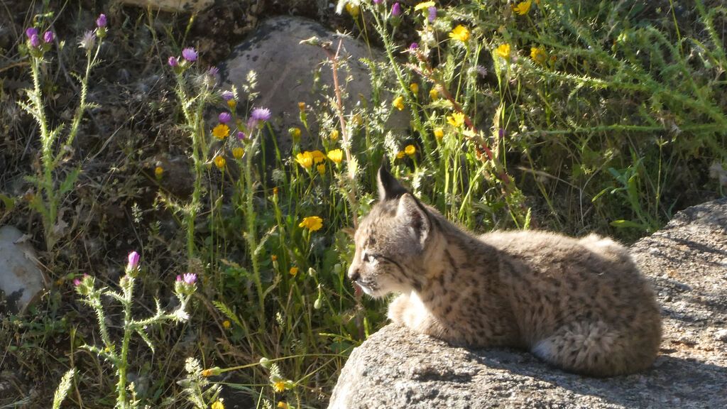 CACHORRO DE LINCE