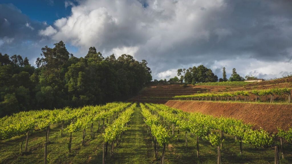 Viñedo Pazo San Mauro