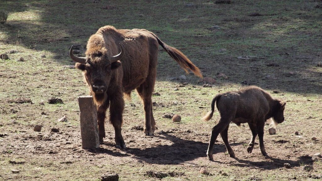 Madre y cría de bisonte europeo.
