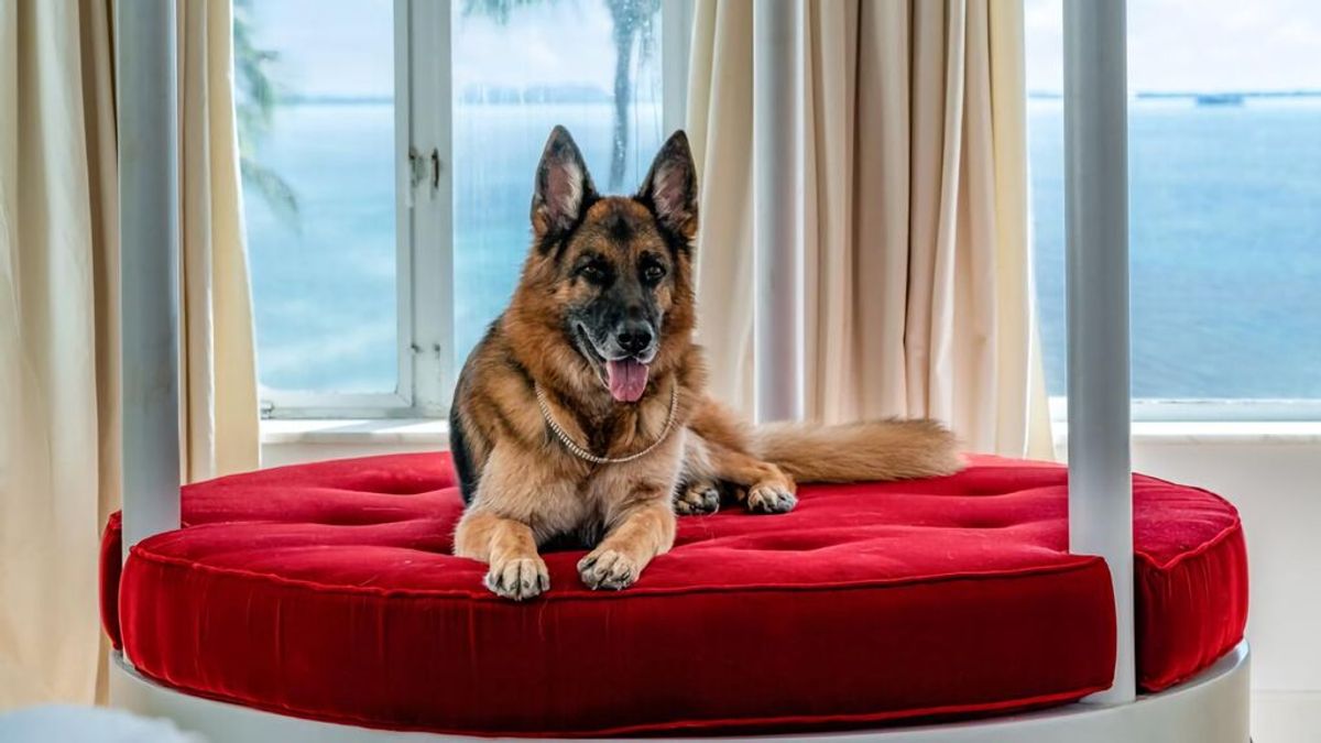 Gunther VI, el perro más rico del mundo, vende su casa en Miami por casi 32 millones de dólares