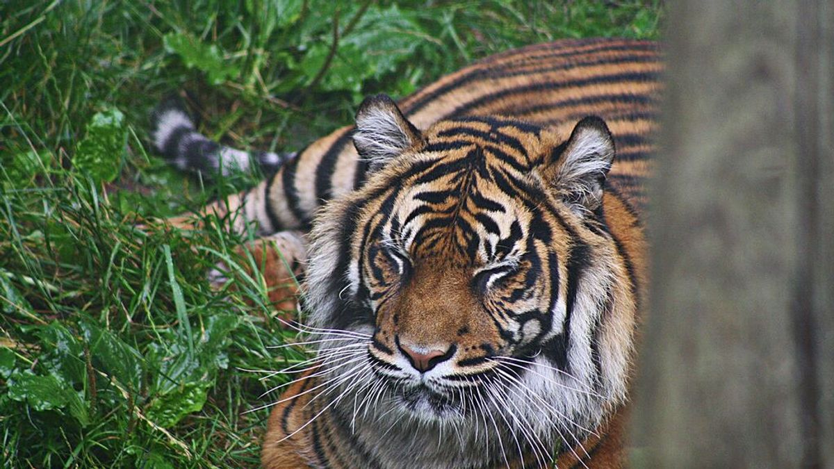 Muere una trabajadora forestal después de ser atacada por una tigresa en un bosque
