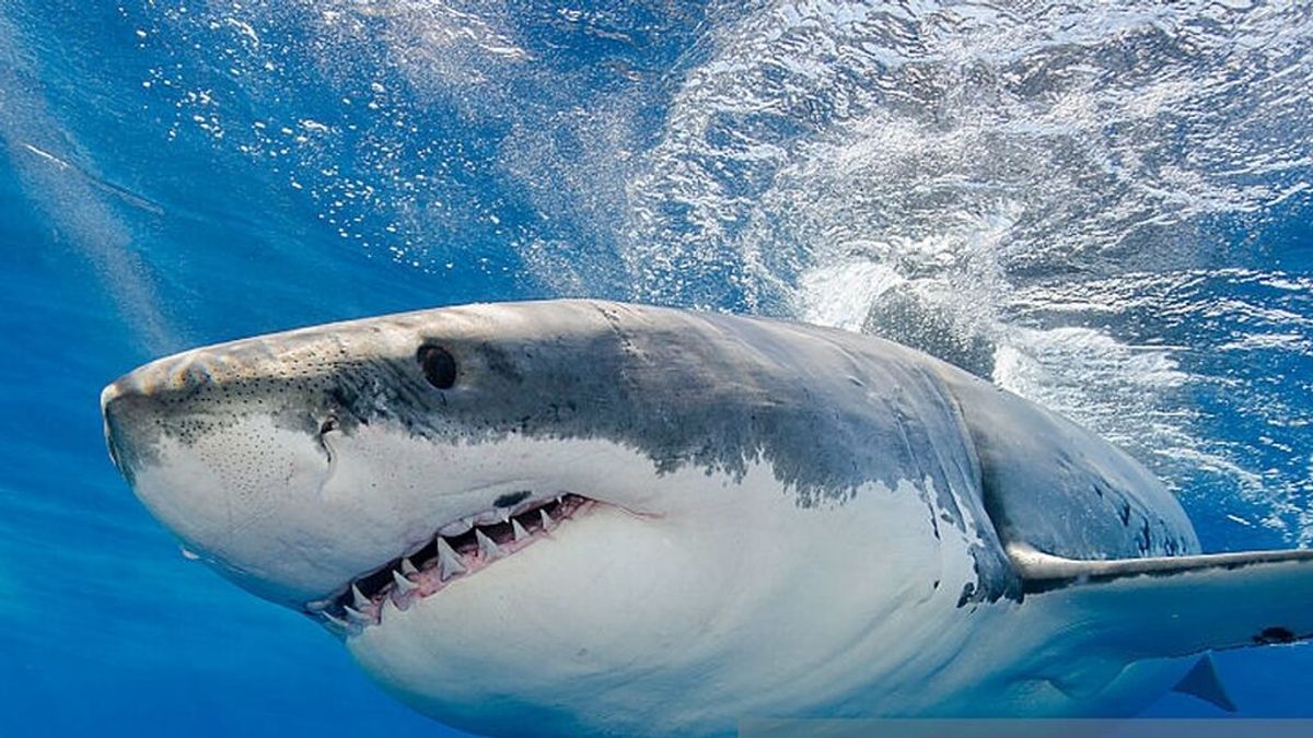 Graban cómo un tiburón blanco ataca a una foca frente a la costa este de EEUU