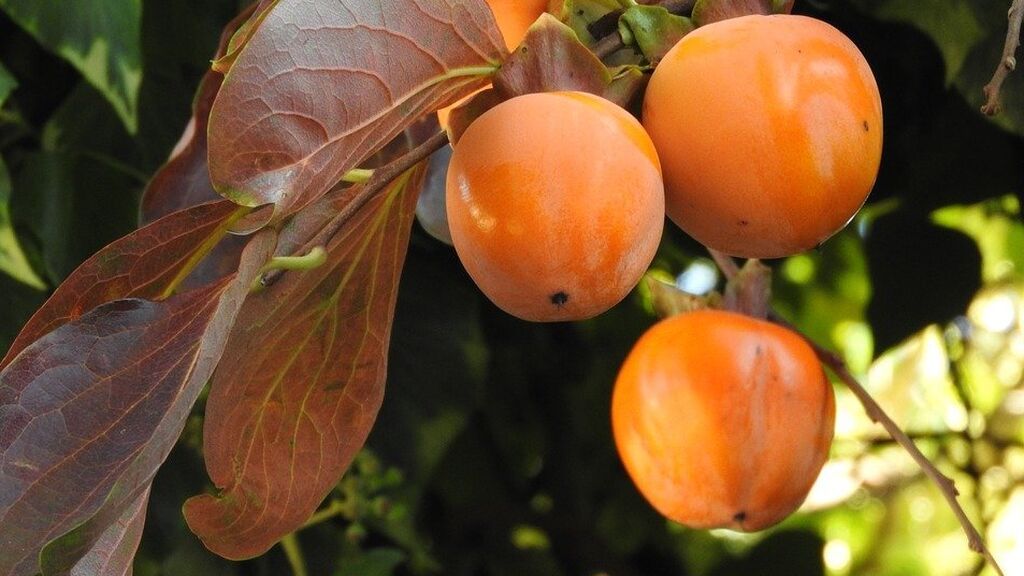 Nace otro ingrediente saludable en la industria alimentaria: harina de caqui