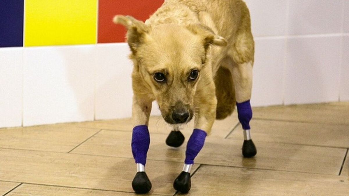Mónica, una perra abandonada en Rusia, recibe cuatro prótesis biónicas por primera vez en la historia