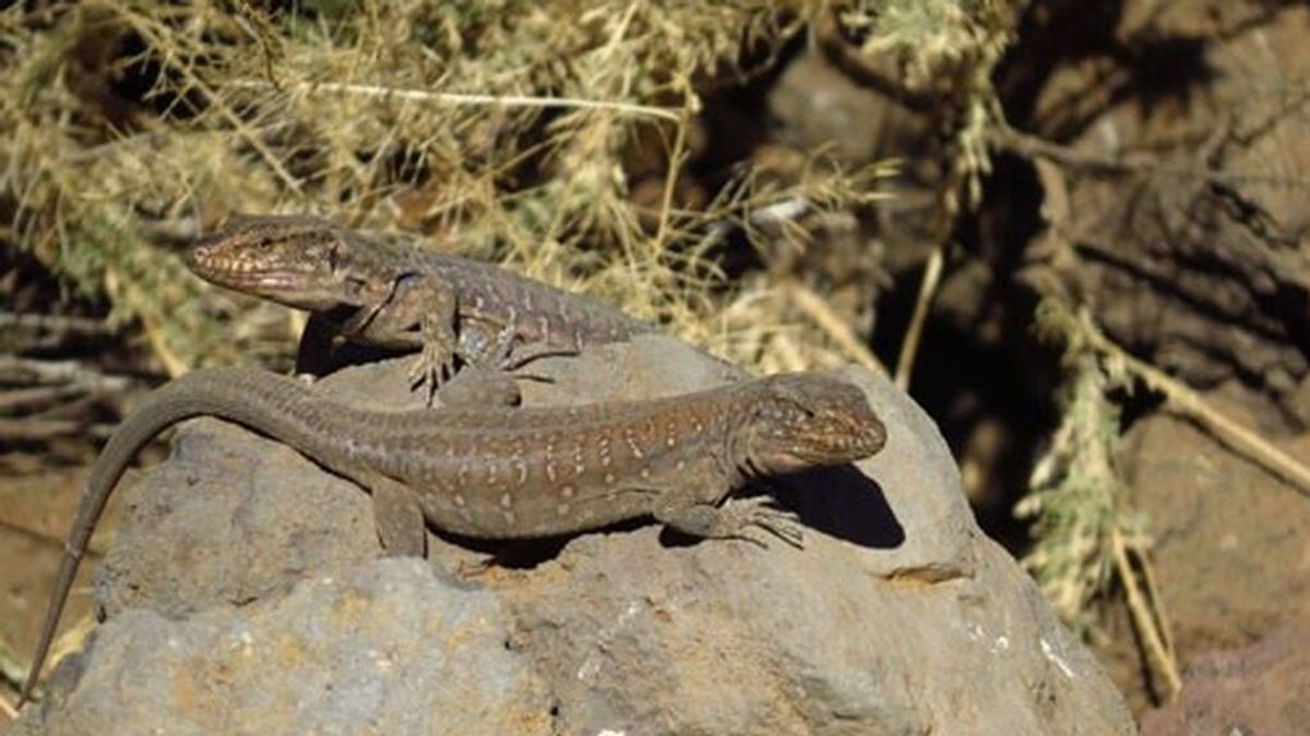 Pino canario y lagartos, especies más afectadas por la erupción de Cumbre Vieja