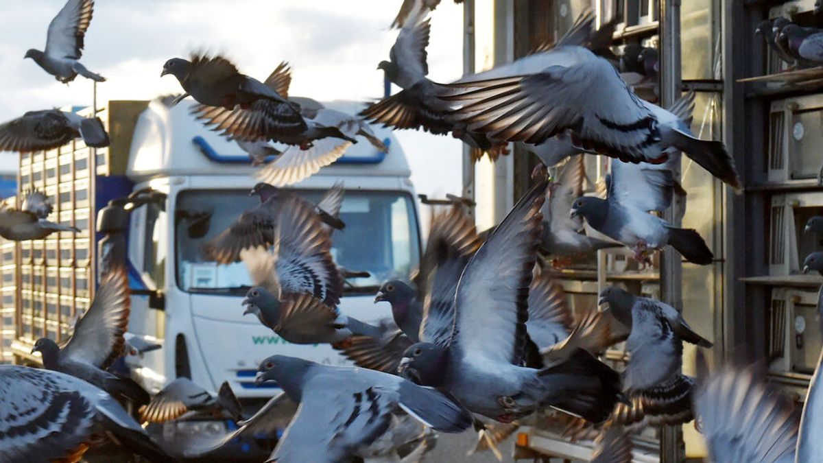 Vitoria quiere controlar la población de palomas: 15 zonas están en riesgo higiénico Vitoria quiere controlar la población de palomas: 15 zonas están en riesgo higiénico