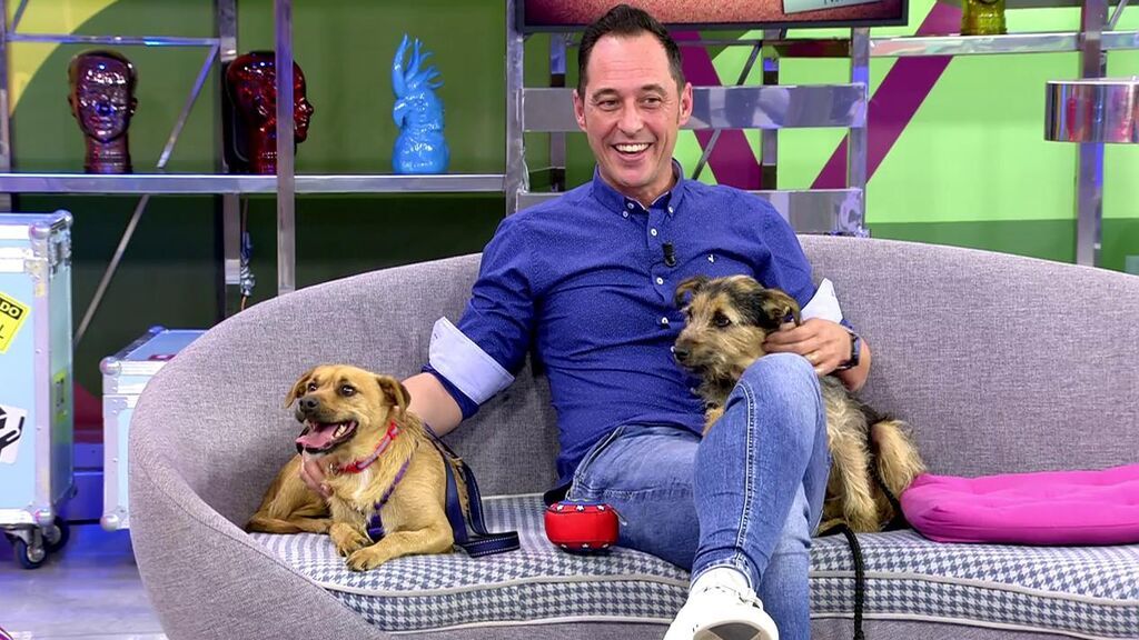 Timón y Pumba buscan un hogar donde ser felices de nuevo juntos