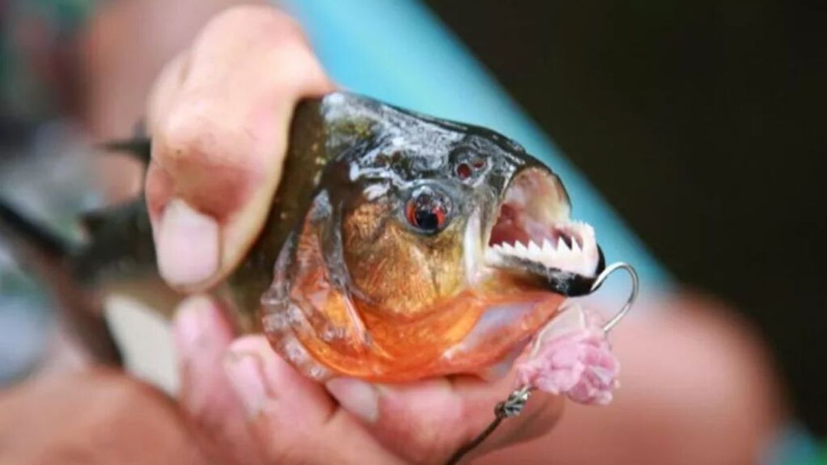 Un ataque de peces carnívoros en Argentina deja más de 30 heridos: una adolescente pierde un dedo