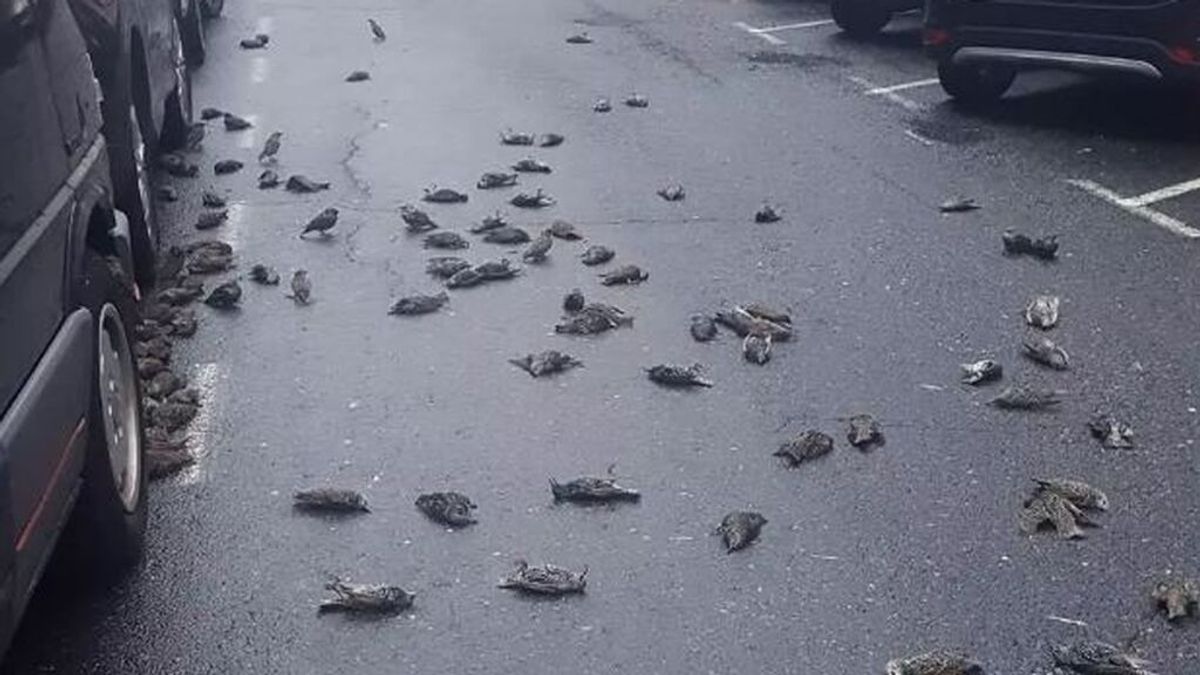 Una bandada de 200 estorninos caen muertos sobre viandantes y vehículos en una calle de Ferrol