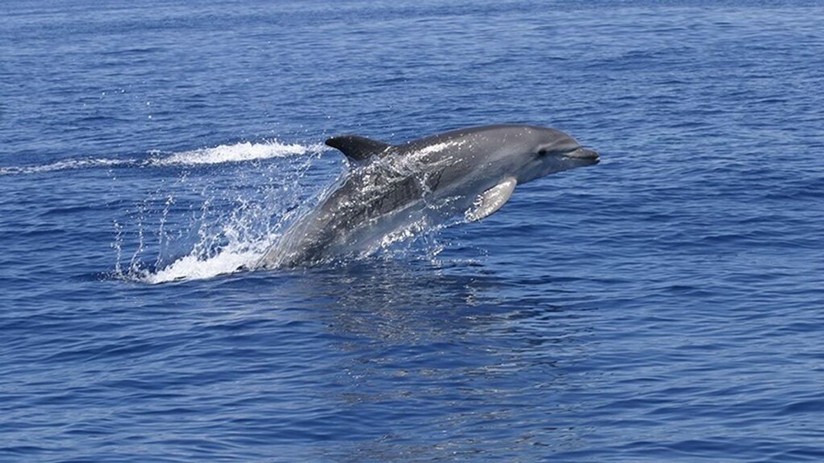 Liberados los tres delfines varados en A Toxa (Pontevedra) gracias a un operativo con medio centenar de voluntarios Liberados los tres delfines varados en A Toxa (Pontevedra) gracias a un operativo con medio centenar de voluntarios