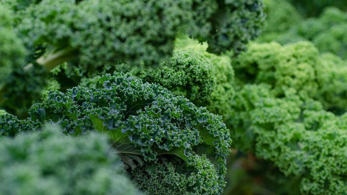 La col kale, el superalimento que no puede faltar en nuestra dieta