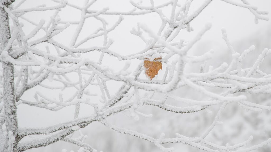 Un árbol congelado este domingo en O Cebreiro.
