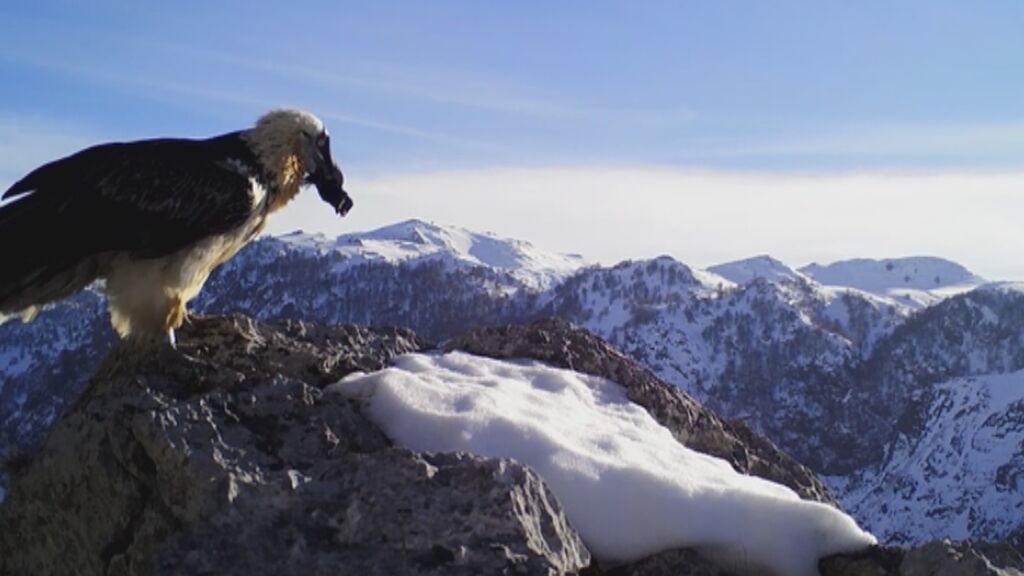 Cómo el quebrantahuesos ha pasado de 30 ejemplares a más de 1000 en 25 años en España