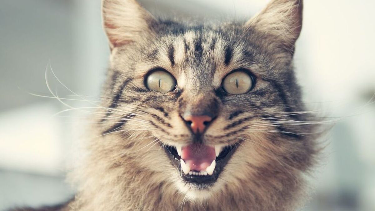 La ciencia determina que "todos los gatos domésticos" presentan rasgos psicópatas