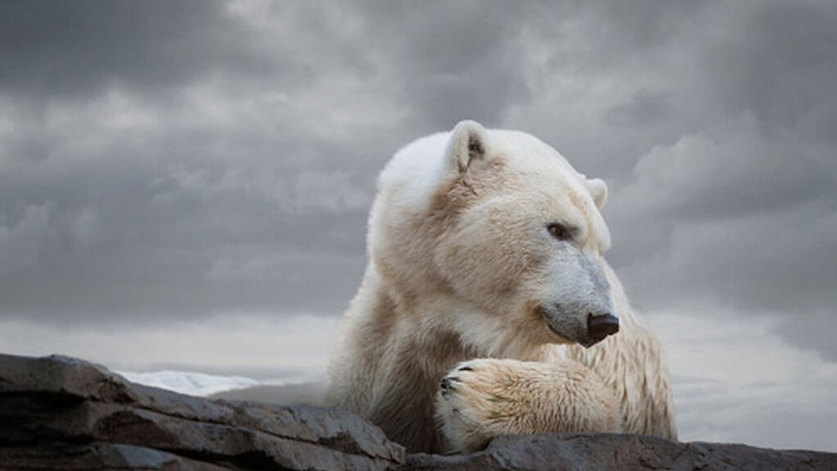 Osos polares y su reto de conseguir alimento por el cambio climático -  Medio Ambiente - Vida 