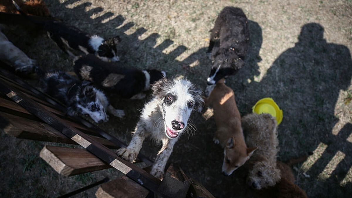 La ley de bienestar animal multará con hasta 100.000 euros la cría desmedida de perros