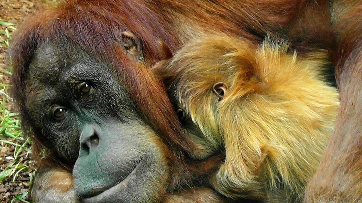 Las seis "animaladas" que no saldrán gratis con la nueva ley de protección animal Las seis "animaladas" que no saldrán gratis con la nueva ley de protección animal