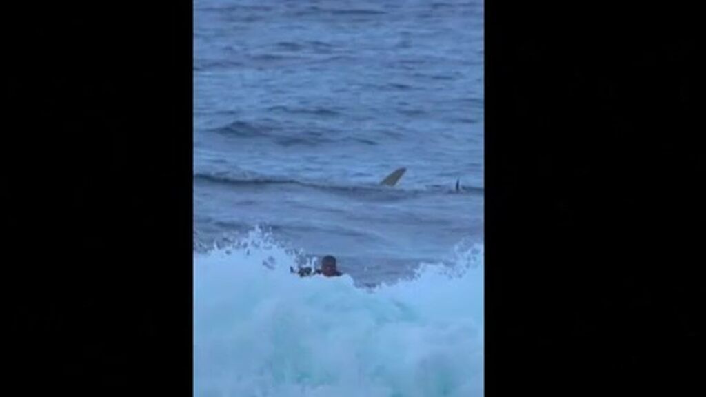 Las imágenes del encuentro de película de un surfista con un tiburón en Puerto Rico