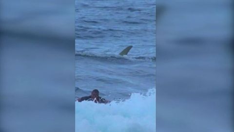 Un surfista se salva del ataque de un tiburón en Puerto Rico - NIUS