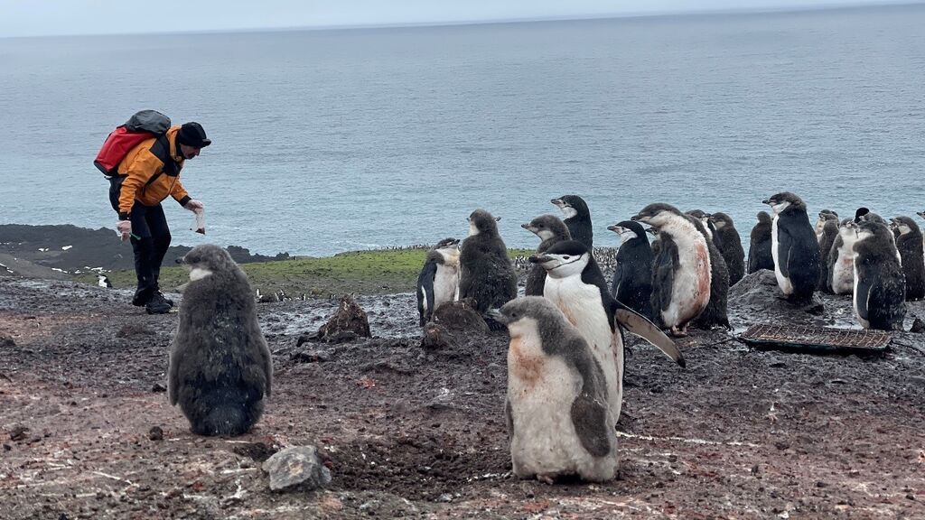 EuropaPress_3975934_investigadores_trabajando_antartida_pinguinos_genero_pygoscelis