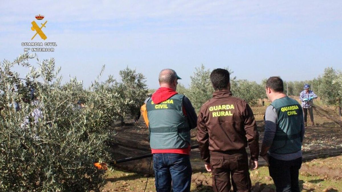 El jornalero que mató de una puñalada a un compañero de cuadrilla en Jaén mantiene que se defendió El jornalero que mató de una puñalada a un compañero de cuadrilla en Jaén mantiene que se defendió