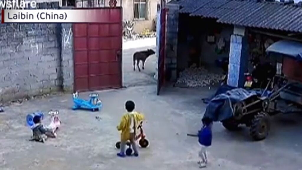 Un héroe de solo seis años: un niño se enfrenta a una vaca para que no entre en su casa