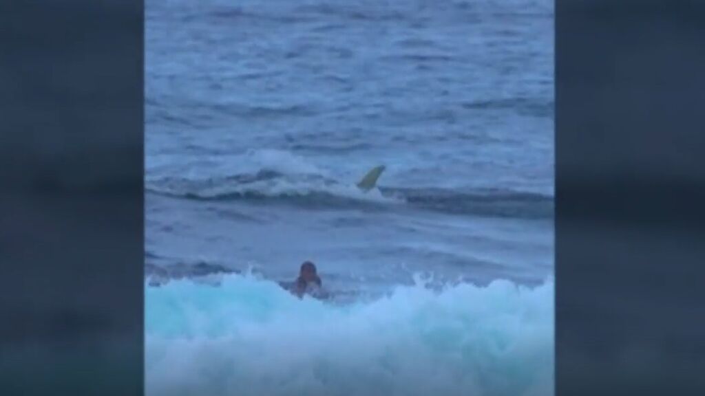 Un tiburón siembra el caos en Puerto Rico: el animal se aproximó demasiado a la orilla