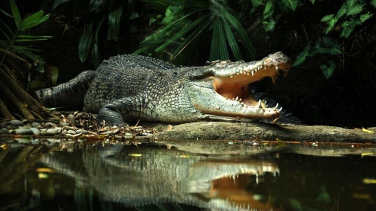 Mochilero británico, de 18 años, salvajemente atacado por un cocodrilo mientras practicaba rafting en África