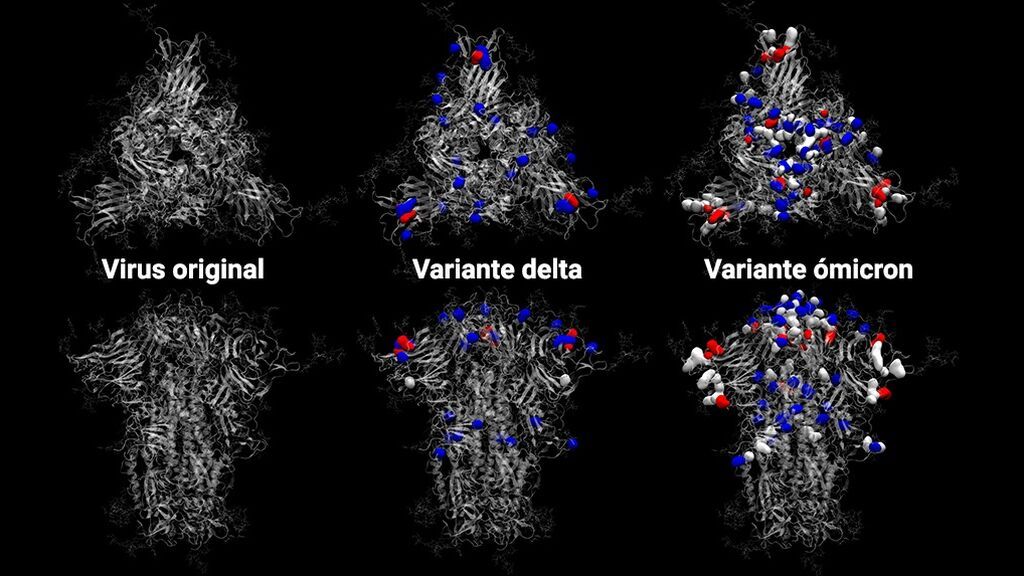 Diferencias entre las proteínas S del coronavirus original, delta y ómicron