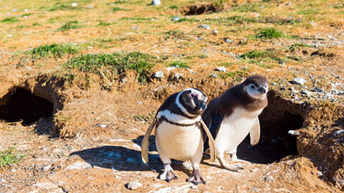 “Daño irreparable”: hombre aplastó 140 nidos de pingüinos y electrocutó a decenas de ellos