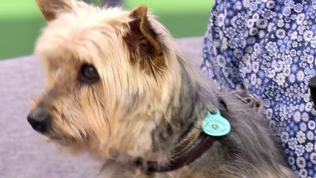 Sacha necesita un nuevo hogar donde ser feliz