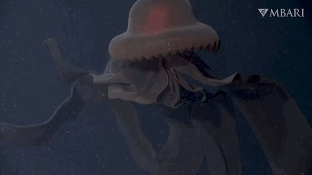 Graban una medusa fantasma gigante con "brazos bucales" de 10 metros en California